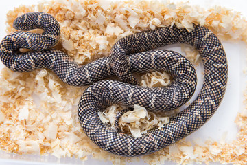 Lampropeltis getula meansi, commonly known as Apalachicola Kings