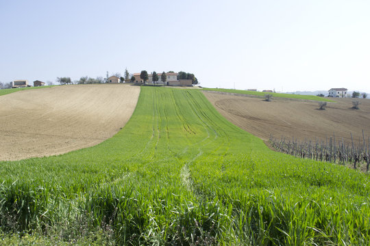 Serra de' Conti - Marche - Italia

