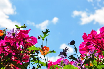 Sommerbluete