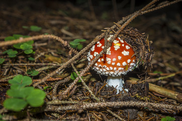 toadstool