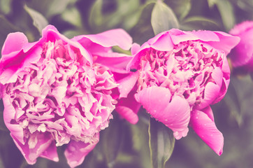 peony flower with water drops, close-up. Selectiv focus.  Vintage effect