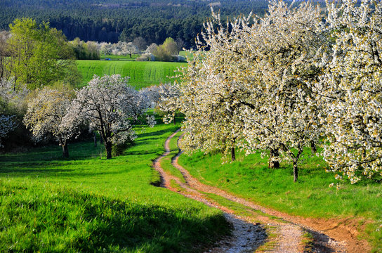 Kirschbaumbl&uuml;te