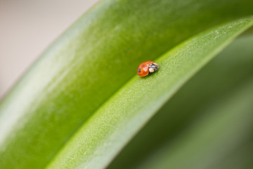 ladybug on a leaf