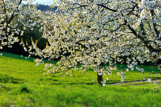 Bl&uuml;hende Kirschb&auml;ume mit gr&uuml;ner Wiese