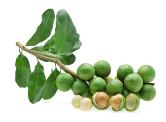 fresh macadamia nut on white background