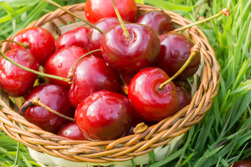 Red Cherry on Grass