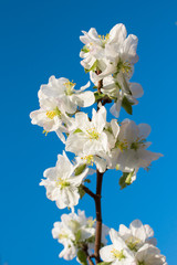 Apple blossom against blue sky