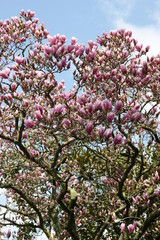 Blooming magnolia tree