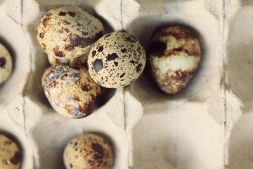 Obraz premium quail eggs and yolk