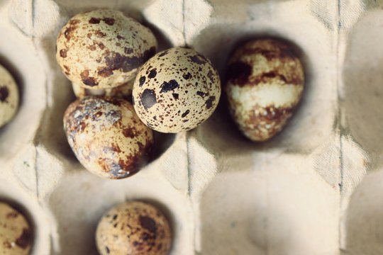 quail eggs and yolk