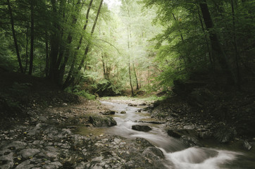 nature landscape river in forest