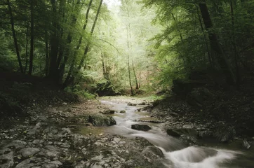 Wall murals Nature nature landscape river in forest