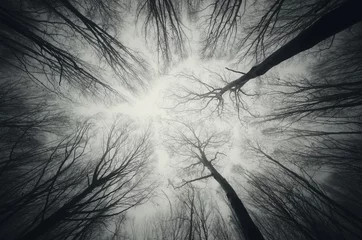 Gardinen Wälder Waldbäume gegen Himmel bei Nacht  © andreiuc88