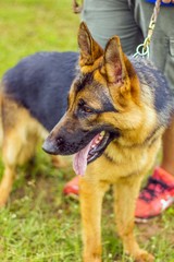 German Shepherd or Alsatian with leashes on grass floor, dog in the park, german shepherd profile