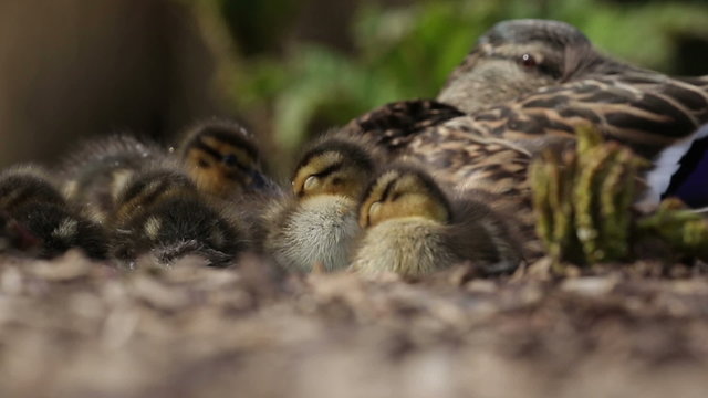 Mallard ducklings sleeping in a huddle and being watched over by mum