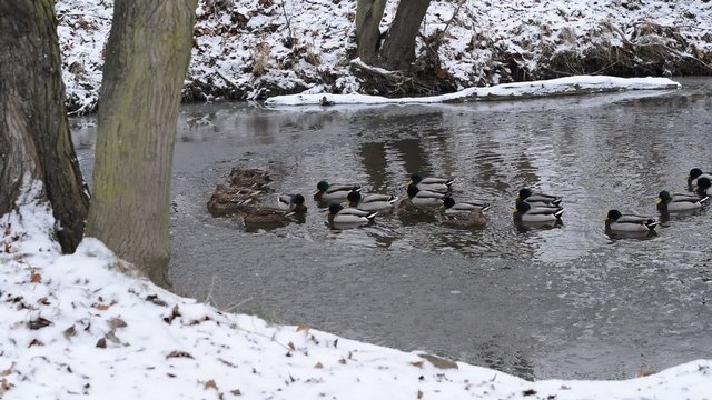 ducks on the river in the winter,zoom in, real time