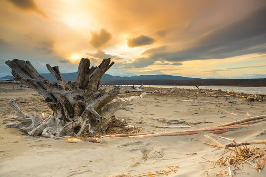 snag on the shore