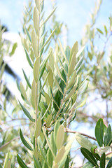 Olives on olive tree branch