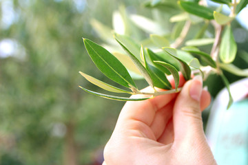 Fototapeta na wymiar Olives on olive tree branch