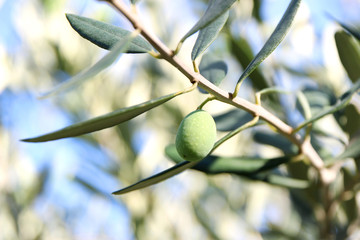 Olives on olive tree branch