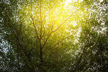Fototapeta na wymiar Sun rays shining through trees ,nature background