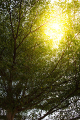 Sun rays shining through trees ,nature background