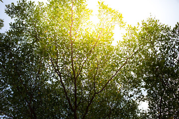 Obraz premium Sun rays shining through trees ,nature background