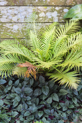 tropical fern in flower garden