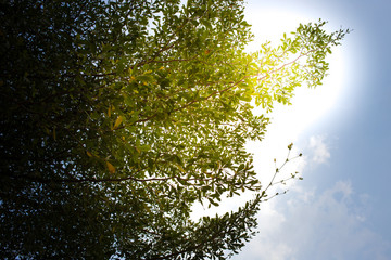 Sun rays shining through trees ,nature background