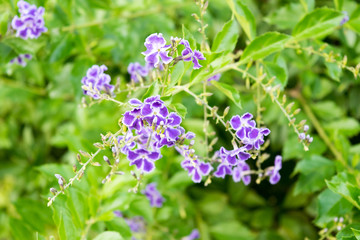 Close up flower - Golden dewdrop or Sky flower or Pigeon berry