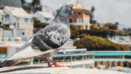 Peace dove on the background of the city and the blue sky
