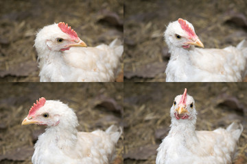 Close up head White chicken action set