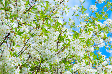 Cherry blossoms against a blue sky