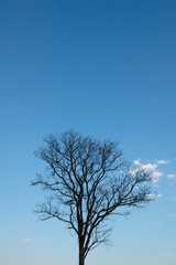 Leafless Tree