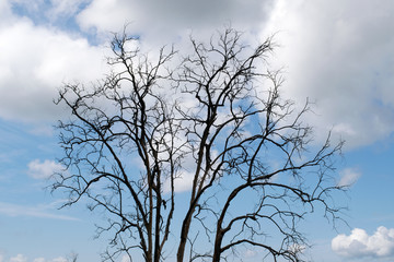 Leafless Tree