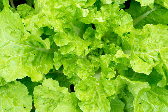 Close up green Lettuce nature fresh abstract background