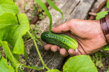 Naklejka na ściany i meble Hand of a young men harvesting mature cucumber.