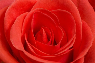 Close up macro of a red rose