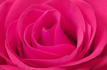 Obraz na płótnie Canvas Close up macro of a pink rose