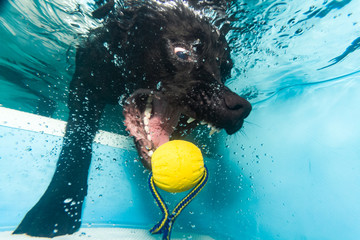 Hund unter Wasser