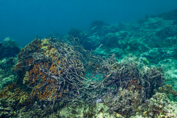 Naklejka na ściany i meble Fishing net caught on coral head