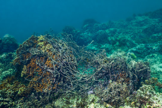 Fishing net caught on coral head