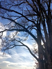 linde ohne blätter im sonnenschein