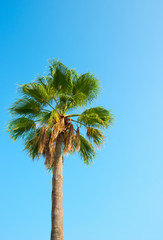 Fototapeta premium palm against the blue sky