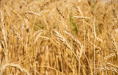 Wheat Field