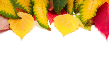 Group of colorful autumn leaves isolated on white background