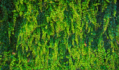 Green leaves for background