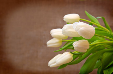 Fototapeta na wymiar White tulip bouquet isolated .
