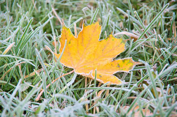 Frosty fallen leaf lying on frozen grass