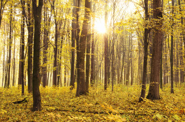 Fototapeta premium Beautiful golden autumn landscape